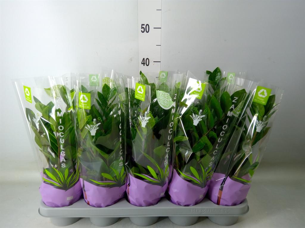 Горшечные цветы и растения оптом Zamioculcas Zamiifolia от 10шт' из Голландии с доставкой по России