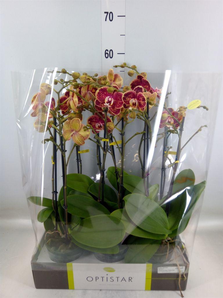 Горшечные цветы и растения оптом Phalaenopsis   ...red от 6шт из Голландии с доставкой по России