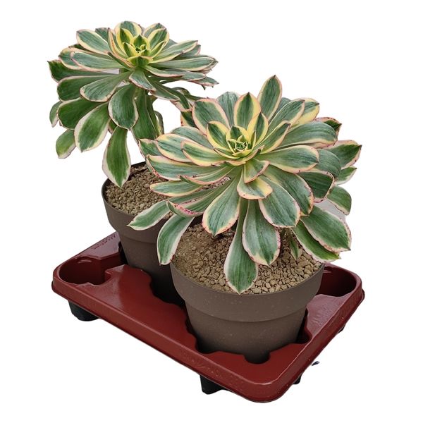 Горшечные цветы и растения оптом Aeonium Sunburst от 2шт из Голландии с доставкой по России