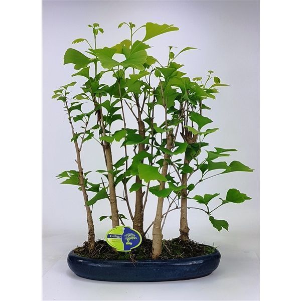 Горшечные цветы и растения оптом Bonsai Ginkgo Biloba Group 5 Stem от 2шт из Голландии с доставкой по России