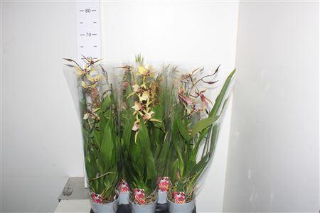 Горшечные цветы и растения оптом Brassia Summer Dream 2 Branches от 8шт из Голландии с доставкой по России