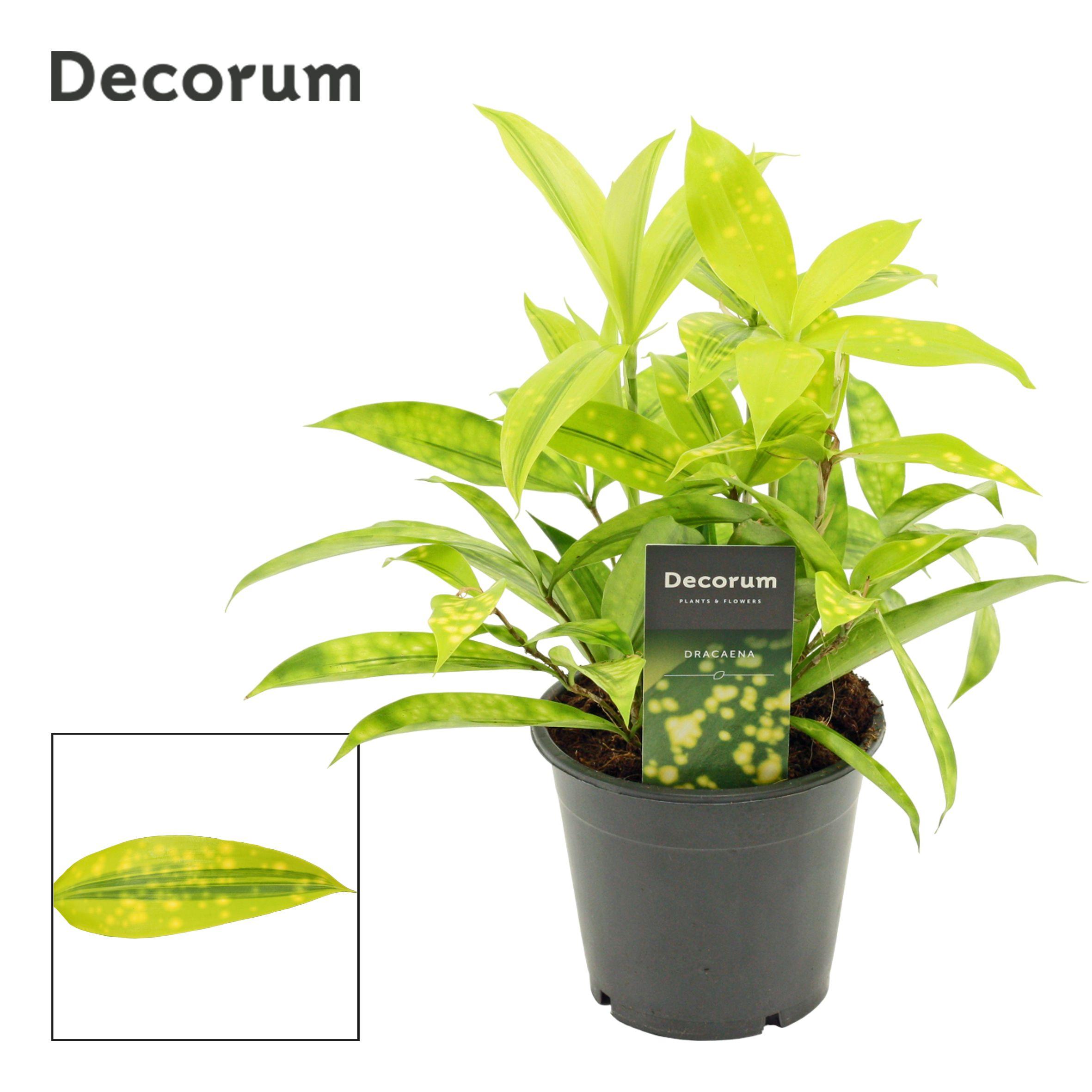 Горшечные цветы и растения оптом Drac Surculosa Mike (decorum) от 10шт из Голландии с доставкой по России