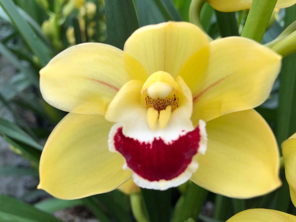 Срезанные цветы оптом Minicymbidium yellow blommenfees golden boy от 12шт из Голландии с доставкой по России