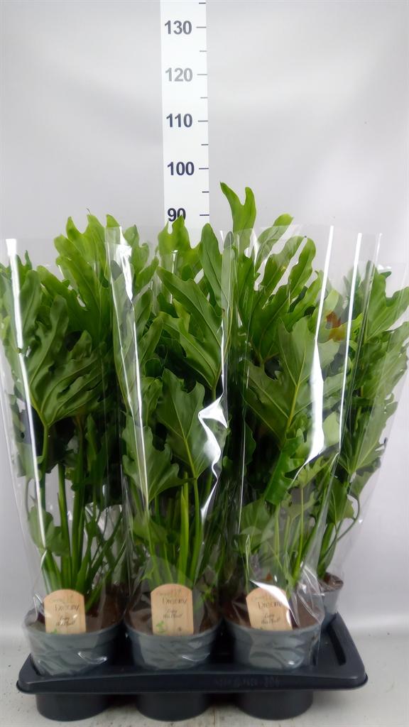 Горшечные цветы и растения оптом Philodendron Bipinn. little Hope от 6шт из Голландии с доставкой по России