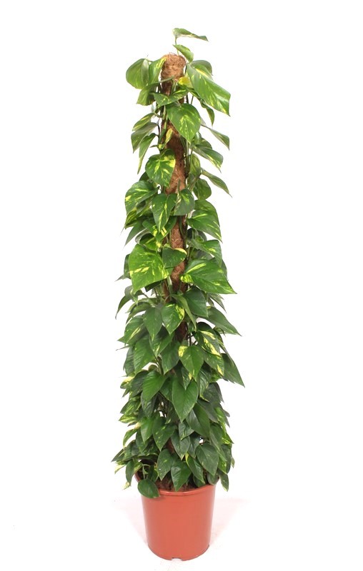 Горшечные цветы и растения оптом Epipremnum Aureum Mosspole от 1шт из Голландии с доставкой по России