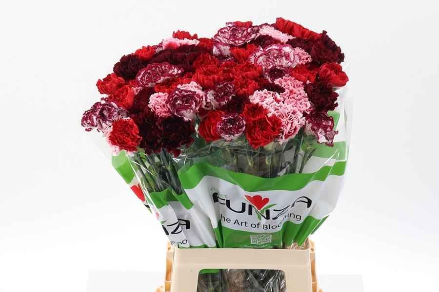 Срезанные цветы оптом Dianthus st mix rainbow red от 80шт из Голландии с доставкой по России