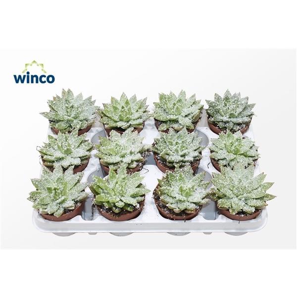 Горшечные цветы и растения оптом Echeveria White Snow от 12шт (для телеги) из Голландии с доставкой по России