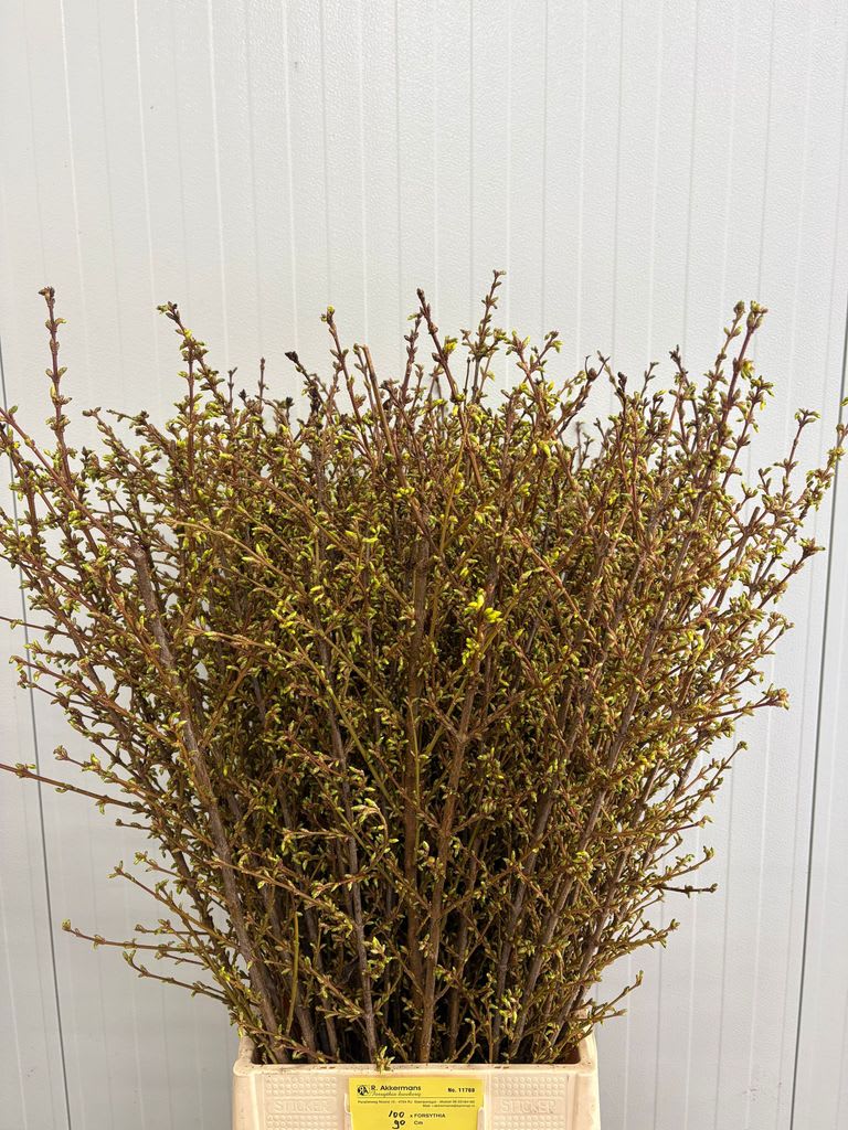 Срезанные цветы оптом Forsythia yellow от 100шт. из Голландии с доставкой по России