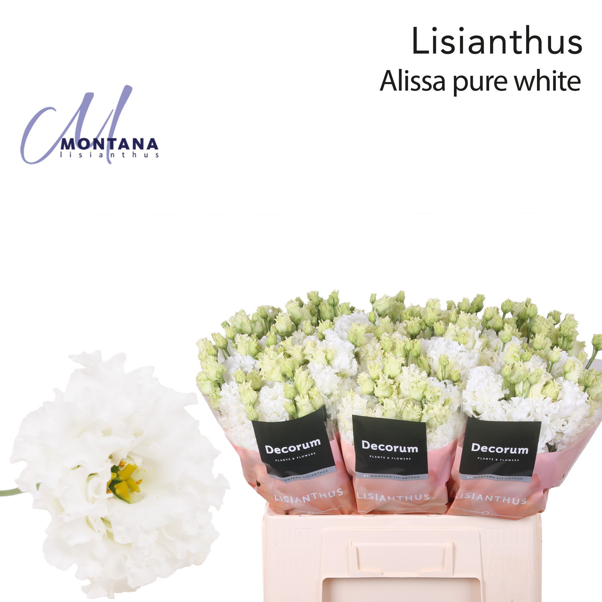 Срезанные цветы оптом Lisianthus do alissa pure white от 50шт из Голландии с доставкой по России