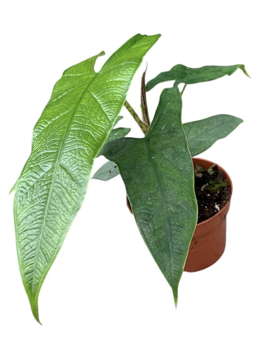 Горшечные цветы и растения оптом Alocasia Sulawesi Green Carpet от 1шт (для телеги) из Голландии с доставкой по России