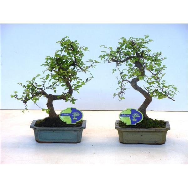 Горшечные цветы и растения оптом Bonsai Zelkova Parvifolia,  Without D от 6шт из Голландии с доставкой по России