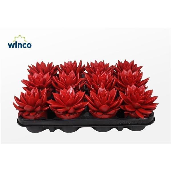 Горшечные цветы и растения оптом Echeveria Agavoides Paint Red от 12шт (для телеги) из Голландии с доставкой по России