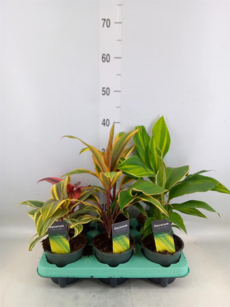 Горшечные цветы и растения оптом Cordyline   ...mix от 6шт из Голландии с доставкой по России