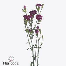 Срезанные цветы оптом Dianthus ov lilliput forever от 60шт из Голландии с доставкой по России