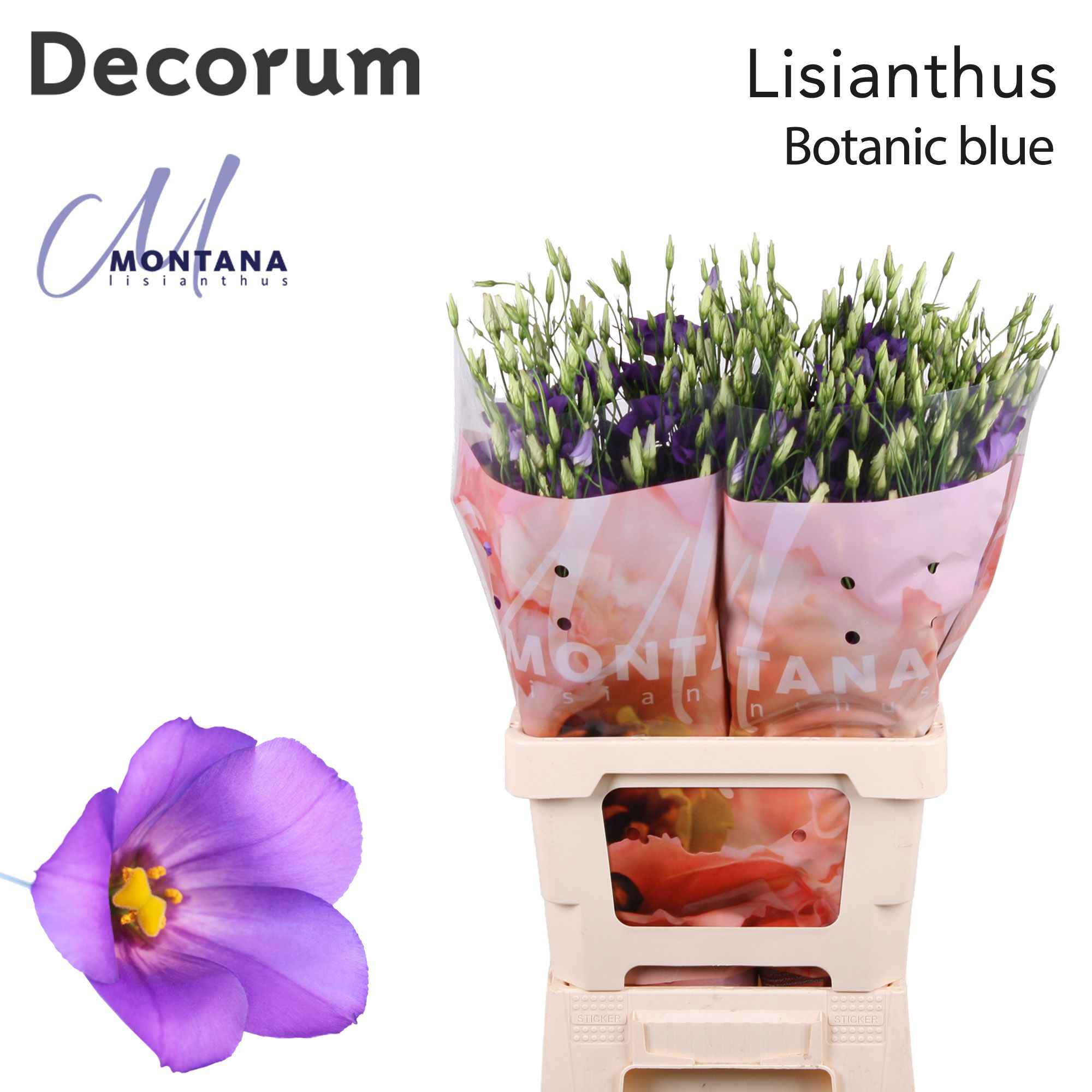 Срезанные цветы оптом Lisianthus si botanic blue от 20шт из Голландии с доставкой по России