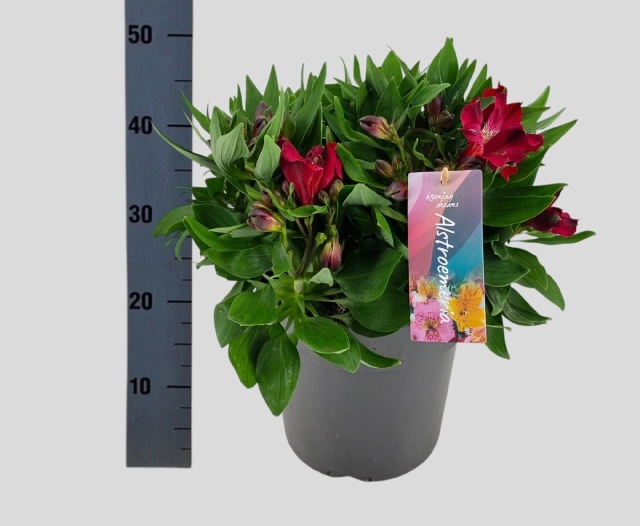 Горшечные цветы и растения оптом Alst Inti Doba от 1шт из Голландии с доставкой по России