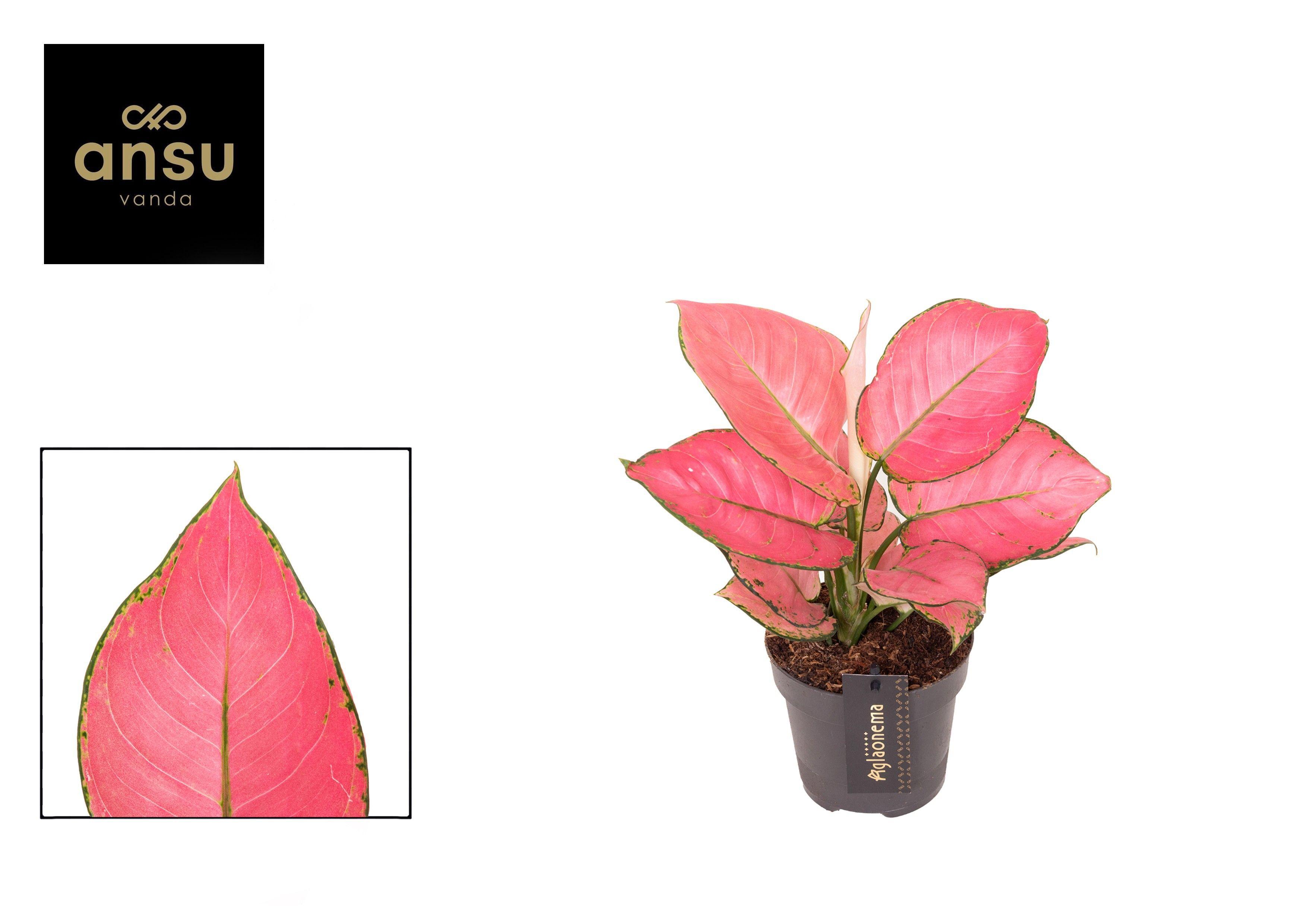 Горшечные цветы и растения оптом Aglaonema Raspberry Love от 6шт из Голландии с доставкой по России