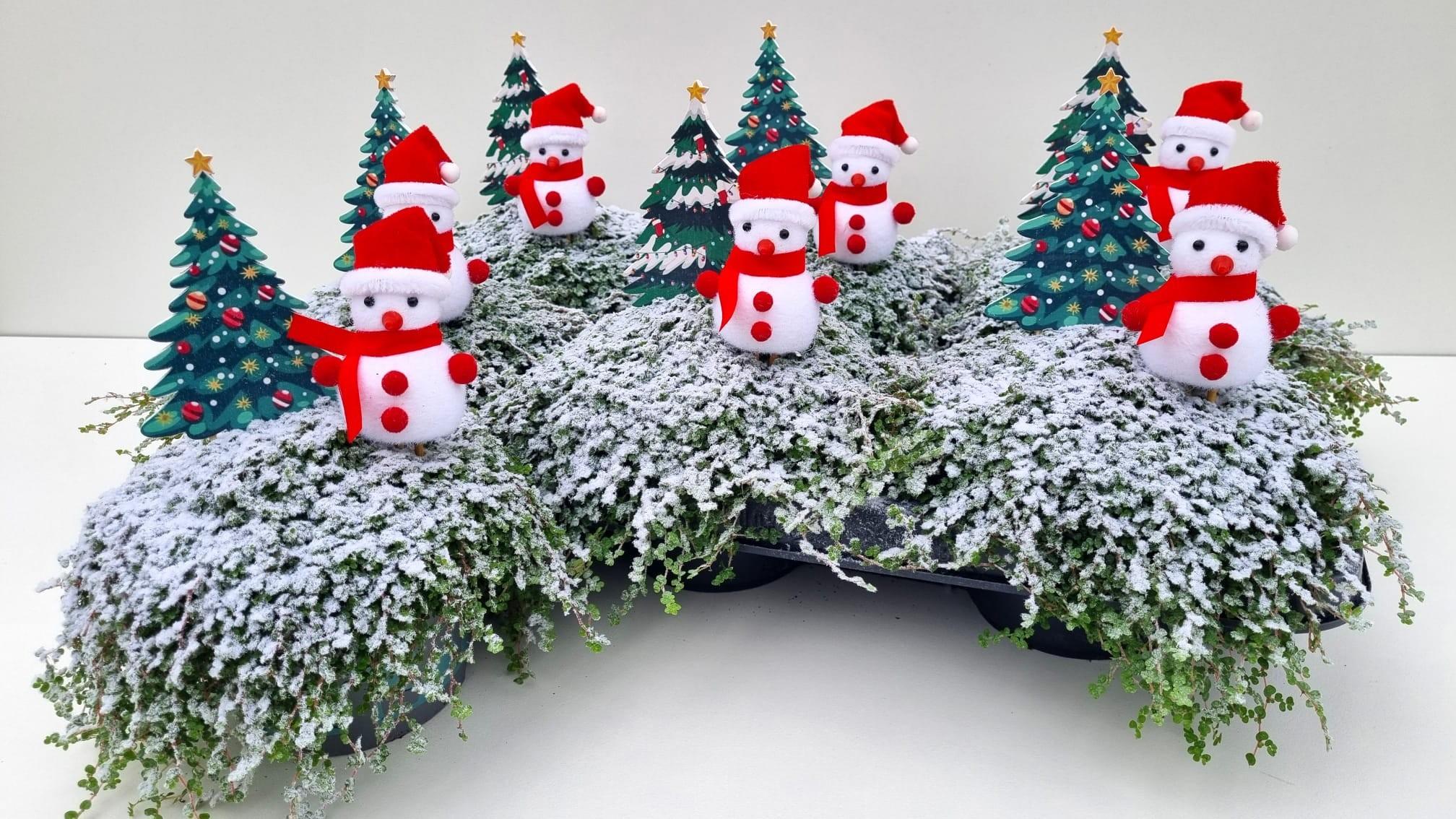 Горшечные цветы и растения оптом Solei Sol Groen от 6шт из Голландии с доставкой по России