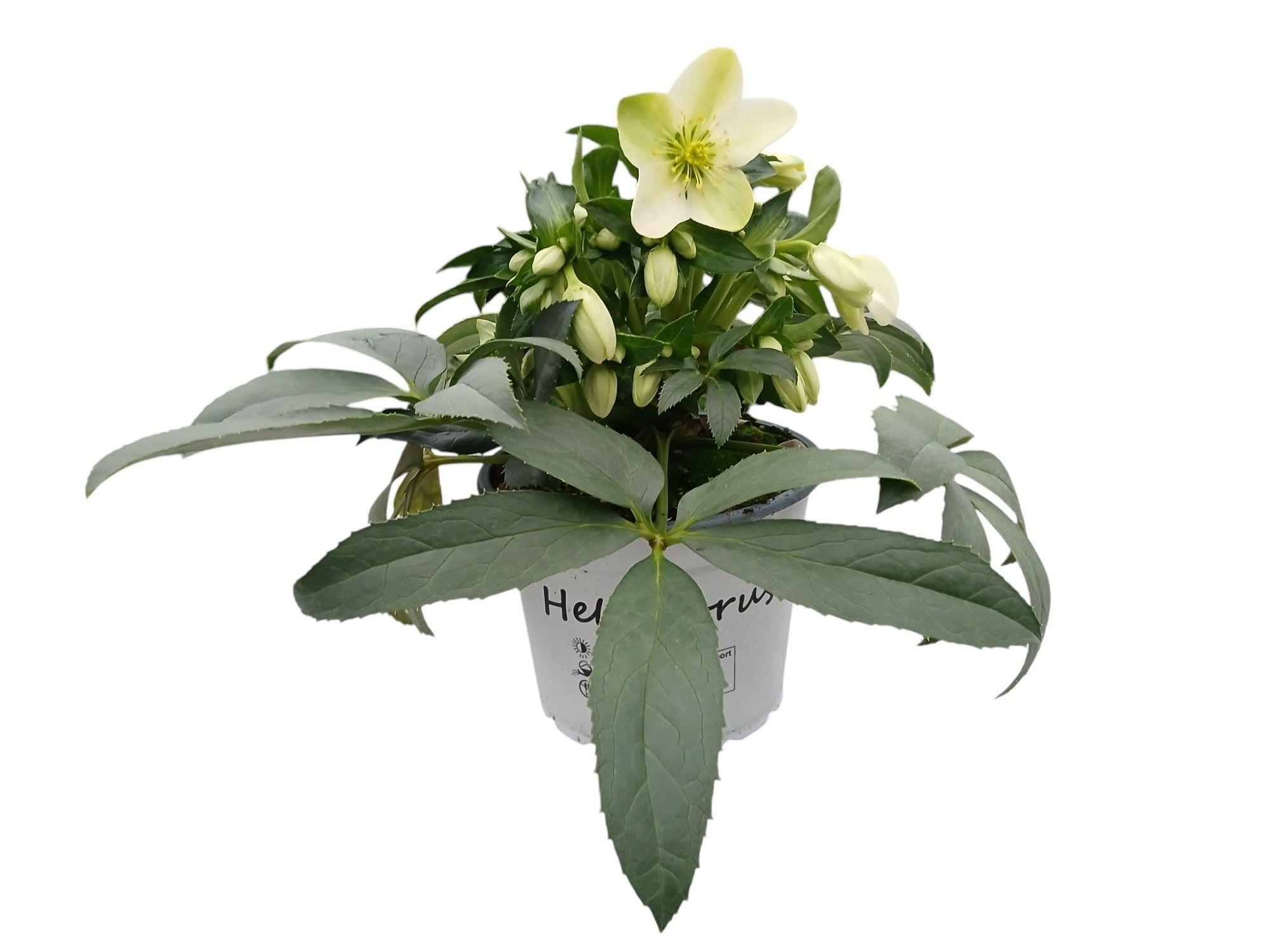 Горшечные цветы и растения оптом Helleborus Viviana от 6шт из Голландии с доставкой по России