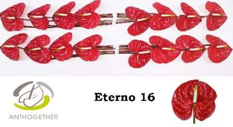 Срезанные цветы оптом Anthurium eterno от 16шт из Голландии с доставкой по России