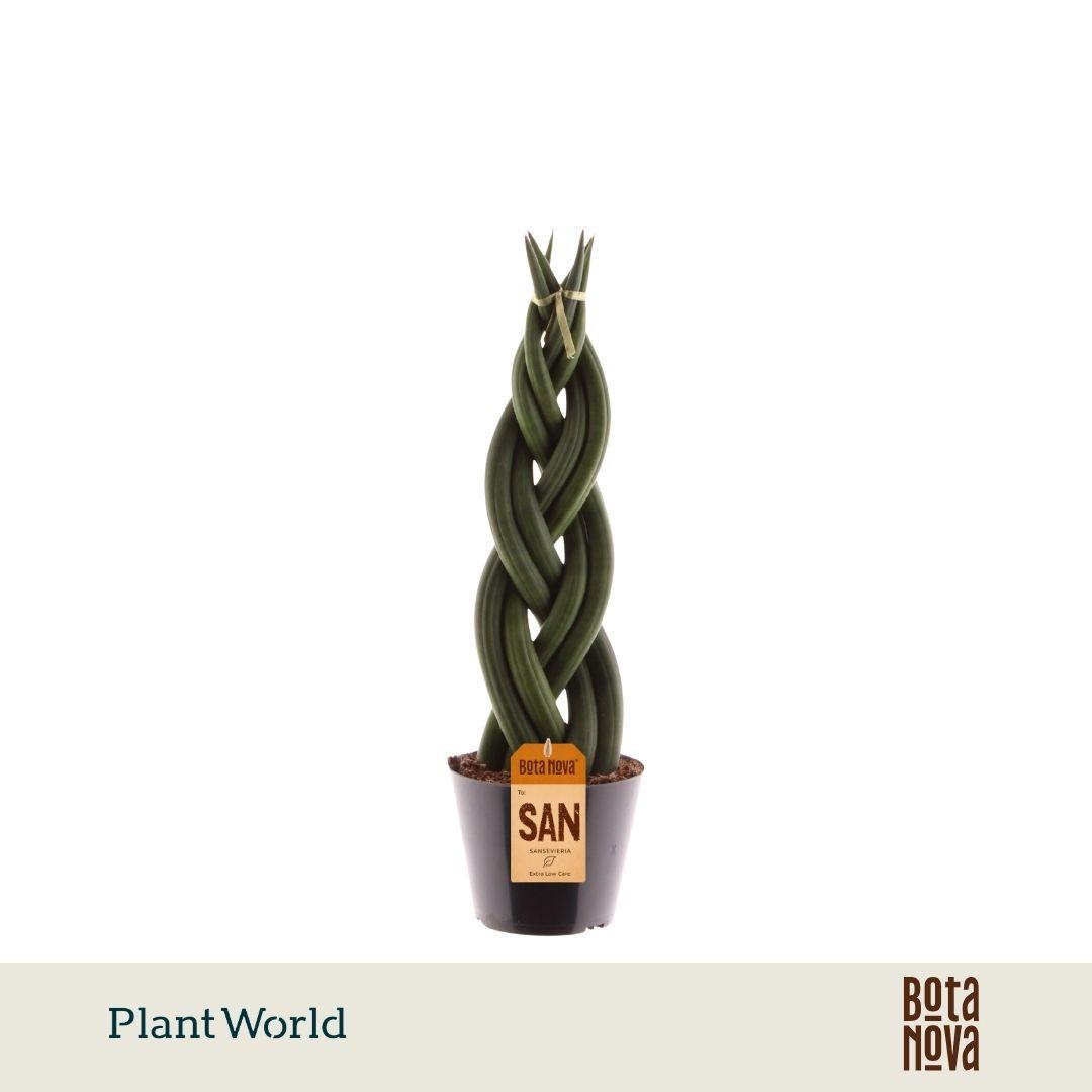 Горшечные цветы и растения оптом Sansevieria Cylindrica twist от 11шт из Голландии с доставкой по России