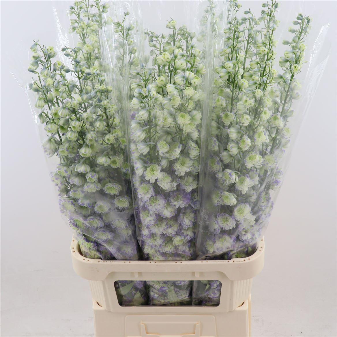 Срезанные цветы оптом Delphinium do purple от 30шт из Голландии с доставкой по России