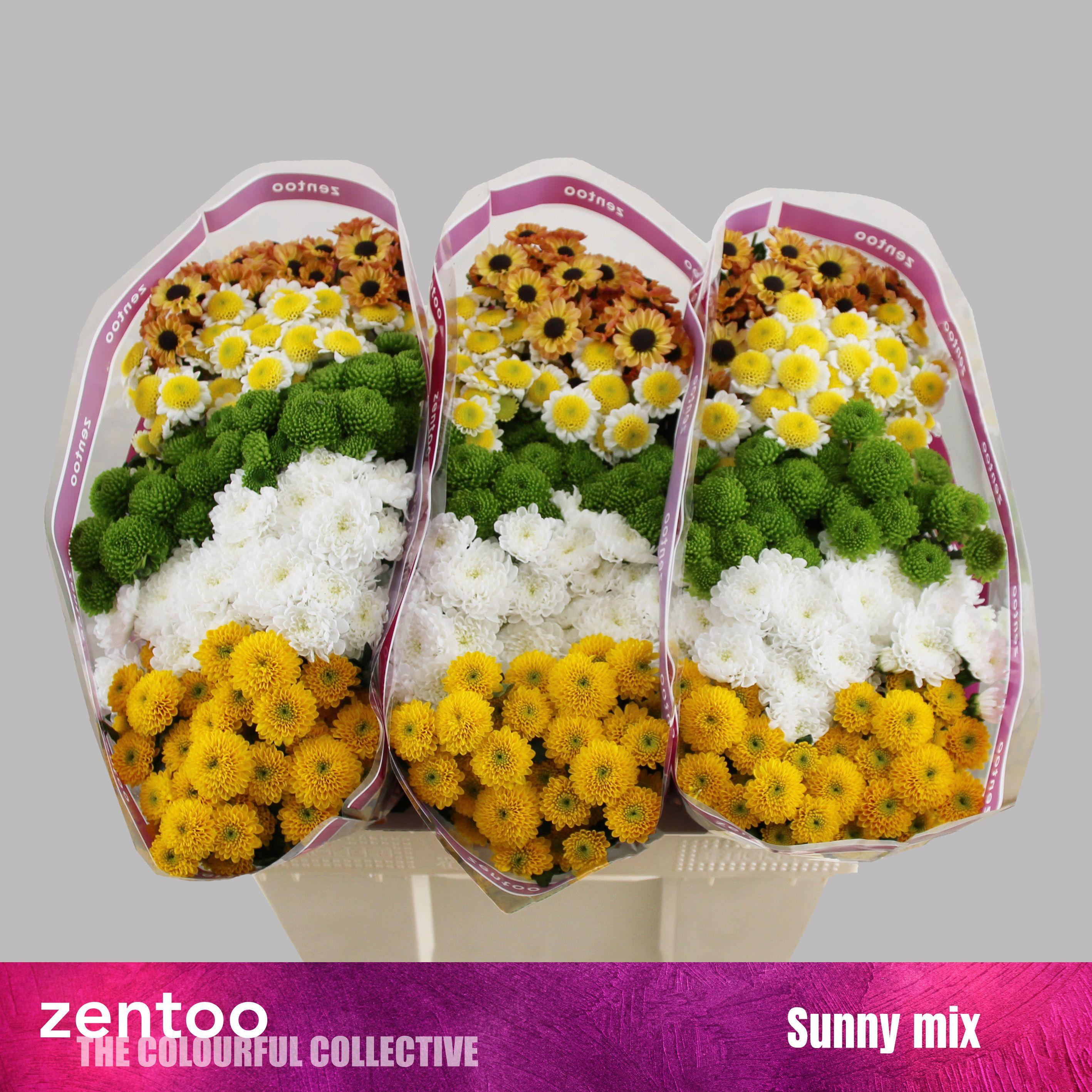 Срезанные цветы оптом Chrys sa mix sunny от 75шт из Голландии с доставкой по России