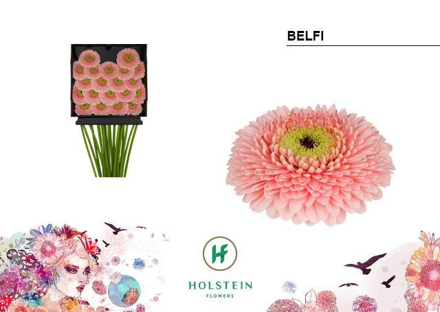 Срезанные цветы оптом Germini diamond gerponi belfi от 20шт из Голландии с доставкой по России