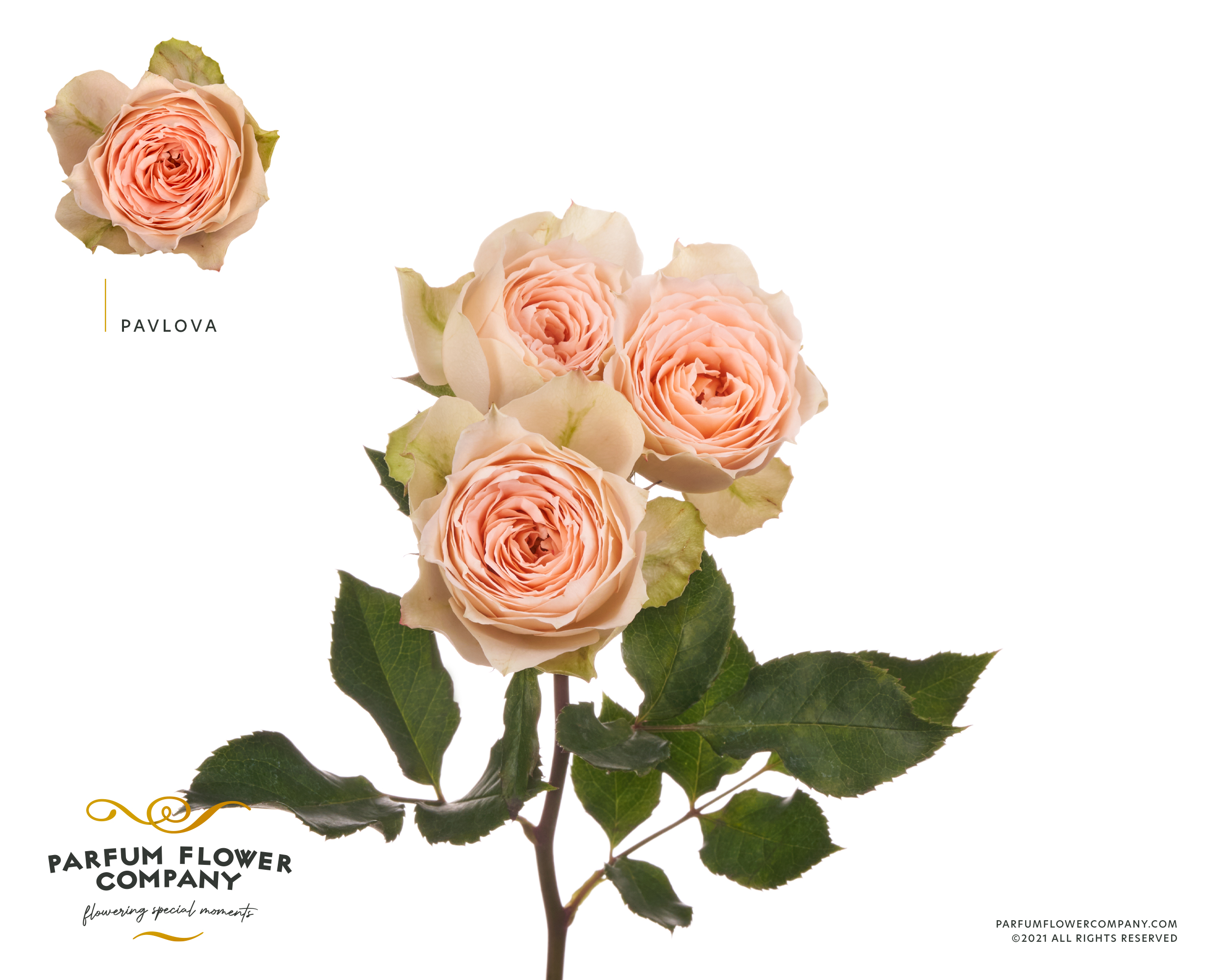 Срезанные цветы оптом Rosa spray garden pavlova от 24шт из Голландии с доставкой по России