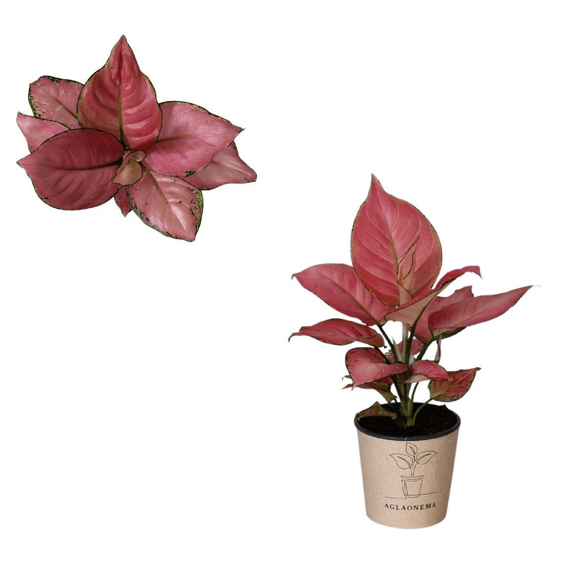 Горшечные цветы и растения оптом Aglaonema Geely Red от 4шт из Голландии с доставкой по России