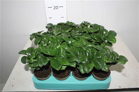 Горшечные цветы и растения оптом Zamioculcas Zenzi от 14шт (для телеги) из Голландии с доставкой по России