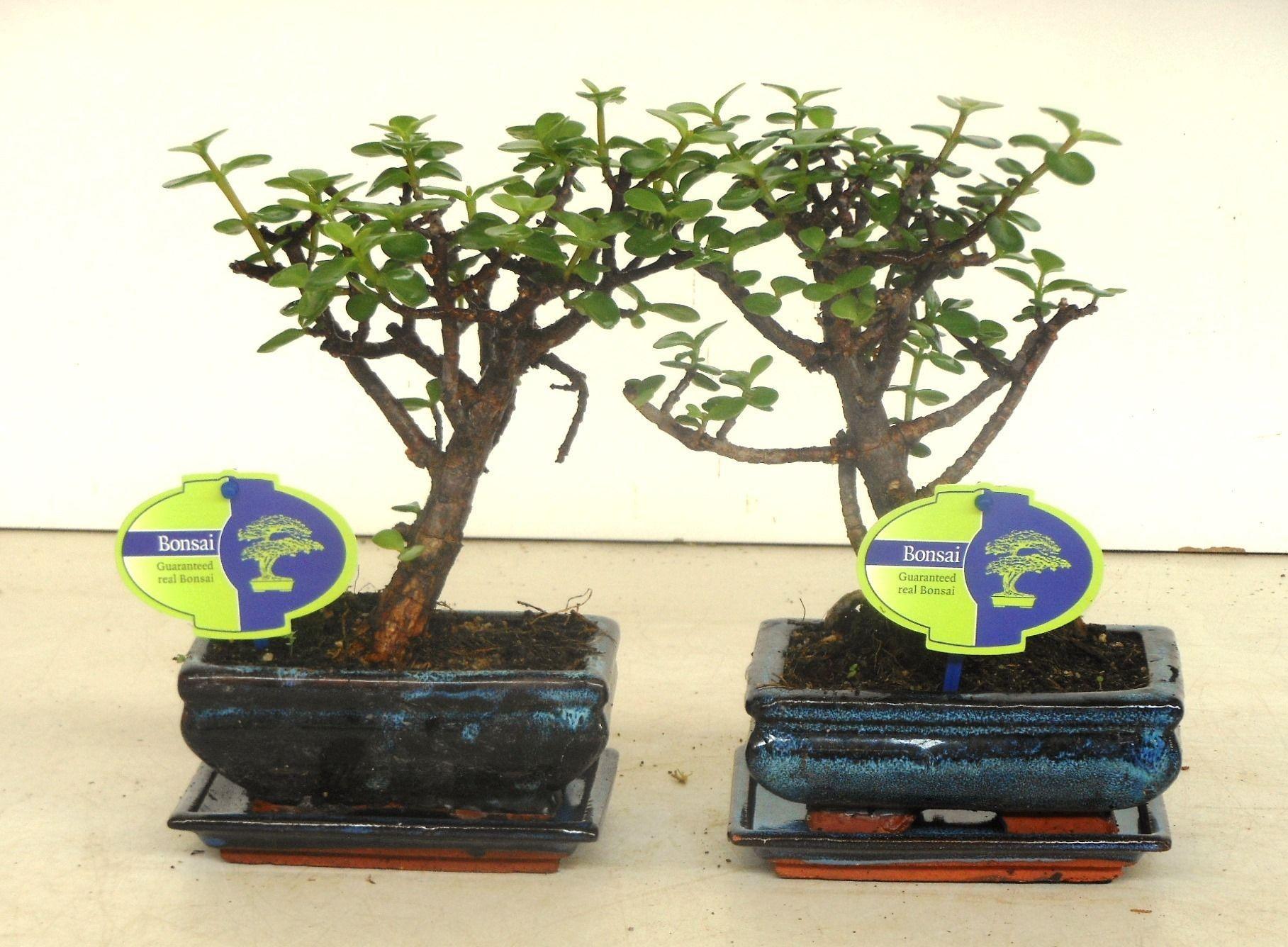 Горшечные цветы и растения оптом Bonsai Portulacaria Afra, 15 Cm., Broom, With Drip от 10шт из Голландии с доставкой по России