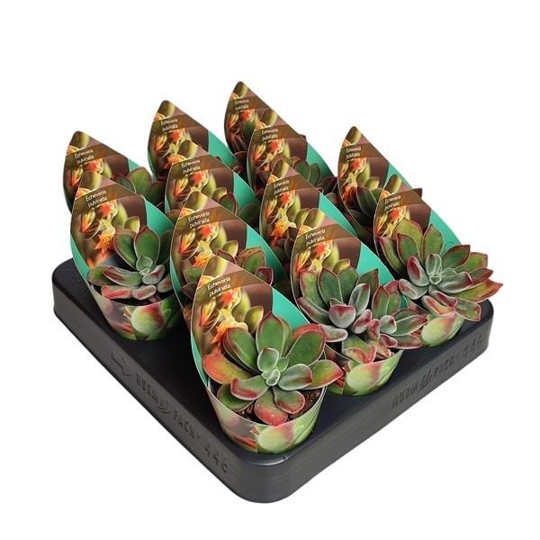 Горшечные цветы и растения оптом Echeveria Pulvinata Potcover от 12шт (для телеги) из Голландии с доставкой по России