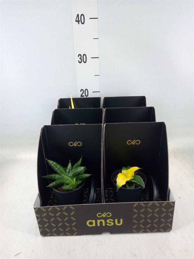 Горшечные цветы и растения оптом Sansevieria   ... от 6шт (для телеги) из Голландии с доставкой по России