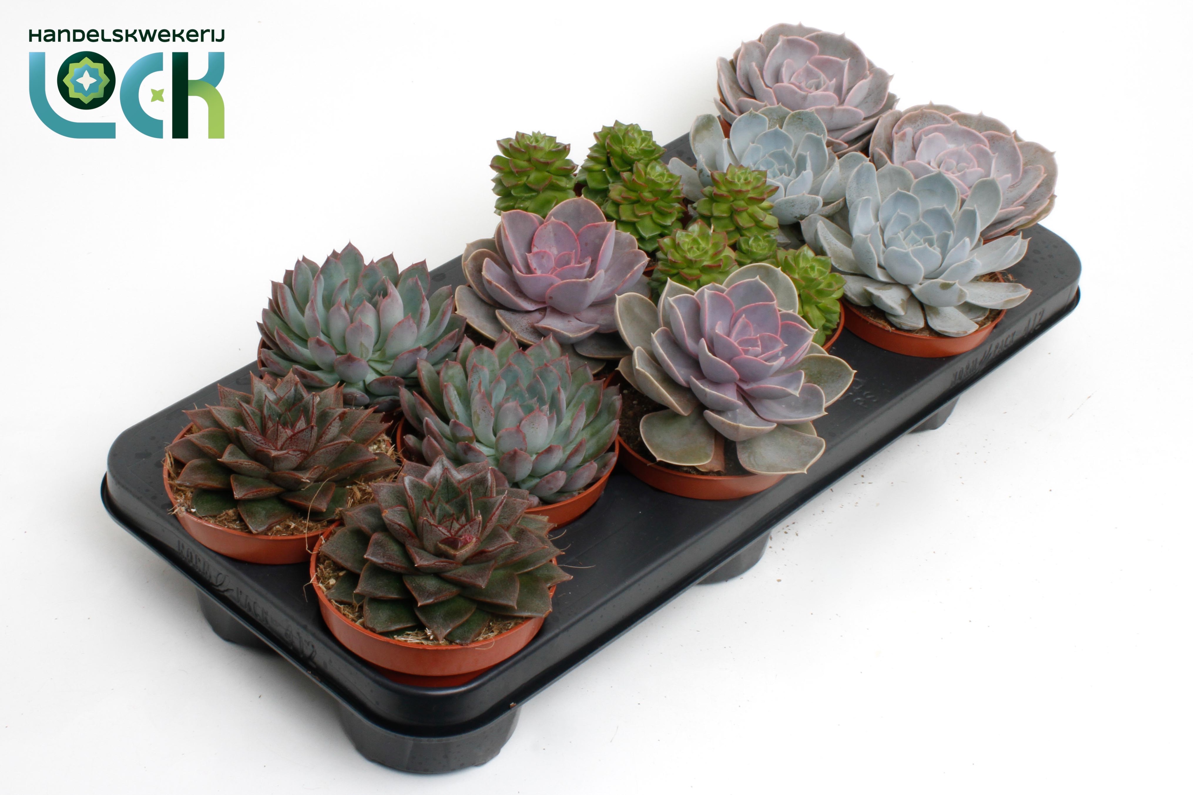 Горшечные цветы и растения оптом Echeveria Mix от 9шт из Голландии с доставкой по России
