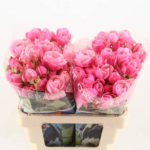 Срезанные цветы оптом Rosa spray silva pink+ от 20шт из Голландии с доставкой по России