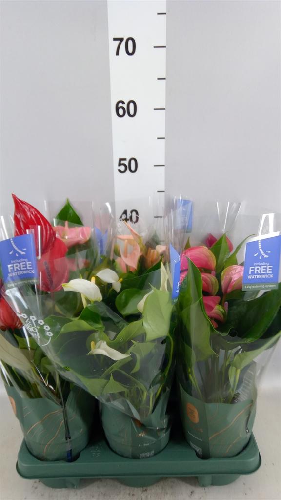 Горшечные цветы и растения оптом Anthurium ...mix от 6шт из Голландии с доставкой по России