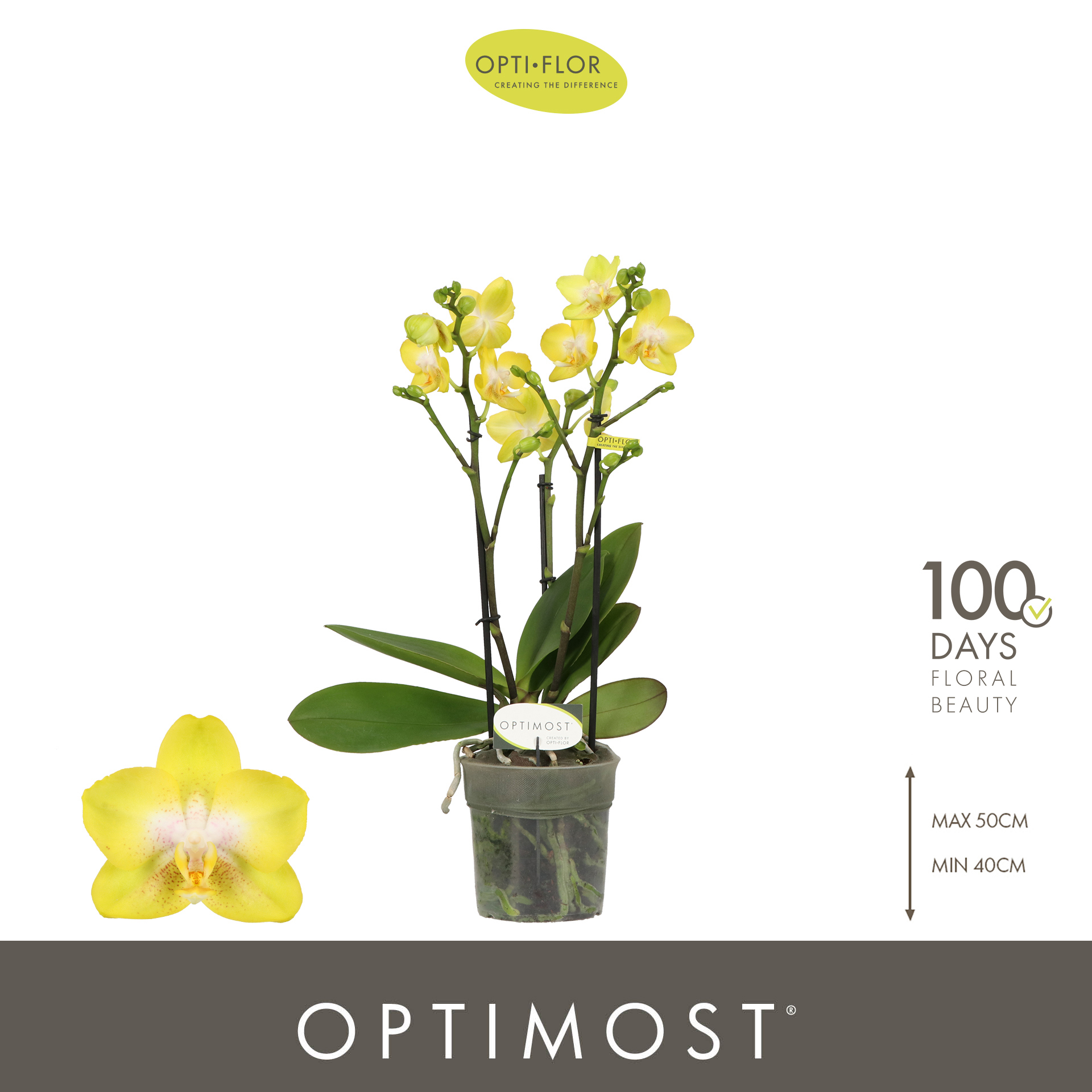 Горшечные цветы и растения оптом Phal 3st Optimost Arezzo 35+ от 6шт из Голландии с доставкой по России