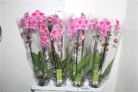 Горшечные цветы и растения оптом Phal El Cascade1 Branche 6+ 55cm * Spring Deal от 8шт из Голландии с доставкой по России