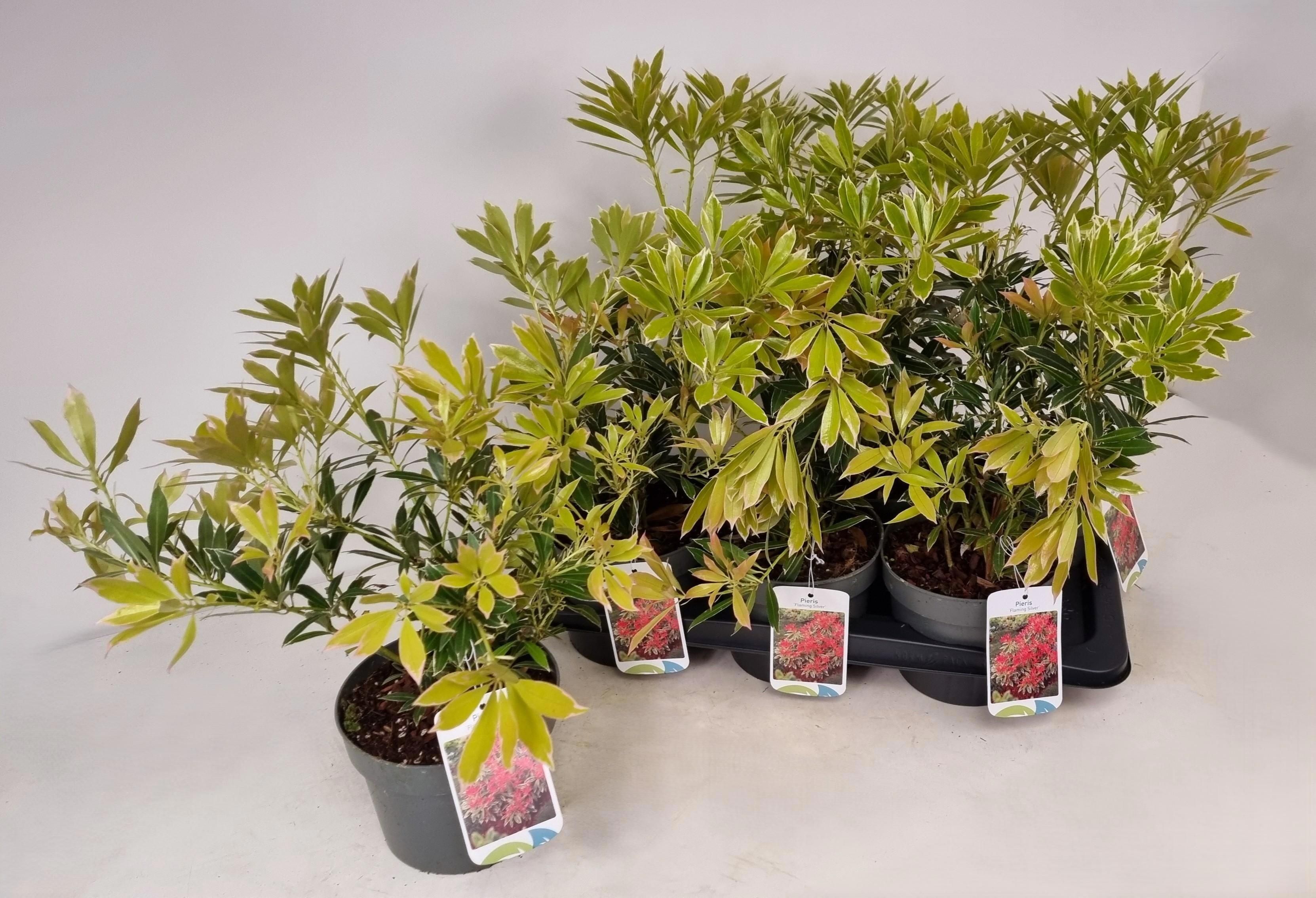 Горшечные цветы и растения оптом Pieris Flaming Silve от 6шт из Голландии с доставкой по России