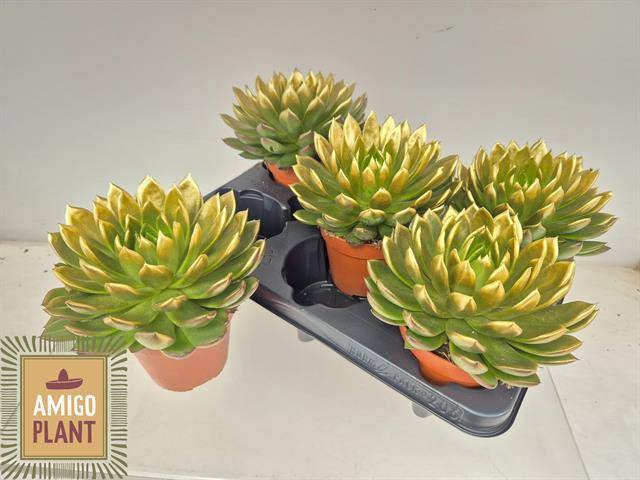 Горшечные цветы и растения оптом Echev Miranda от 5шт из Голландии с доставкой по России