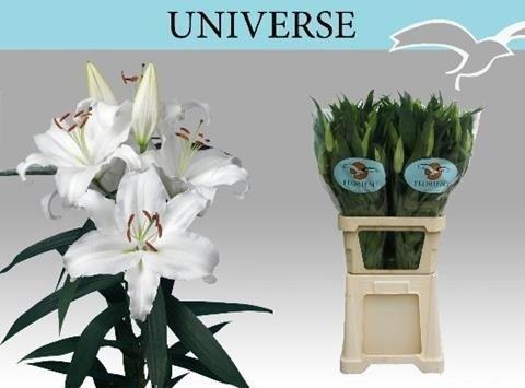 Срезанные цветы оптом Lilium or universe от 30шт из Голландии с доставкой по России