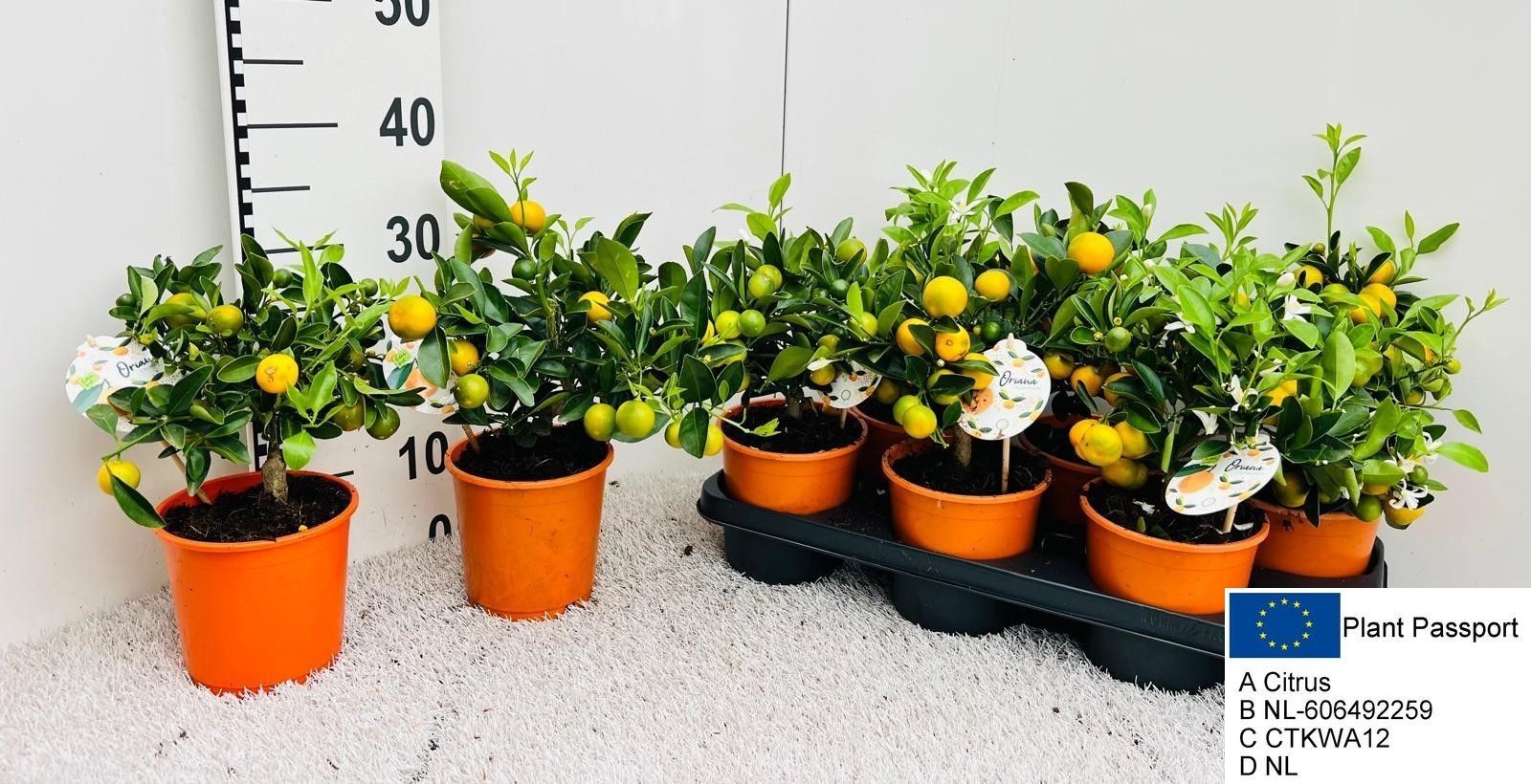 Горшечные цветы и растения оптом Citr Microcarpa от 6шт (для телеги) из Голландии с доставкой по России