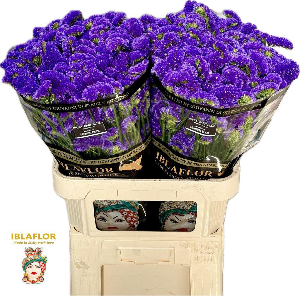 Срезанные цветы оптом Statice crystal dark blue от 50шт из Голландии с доставкой по России