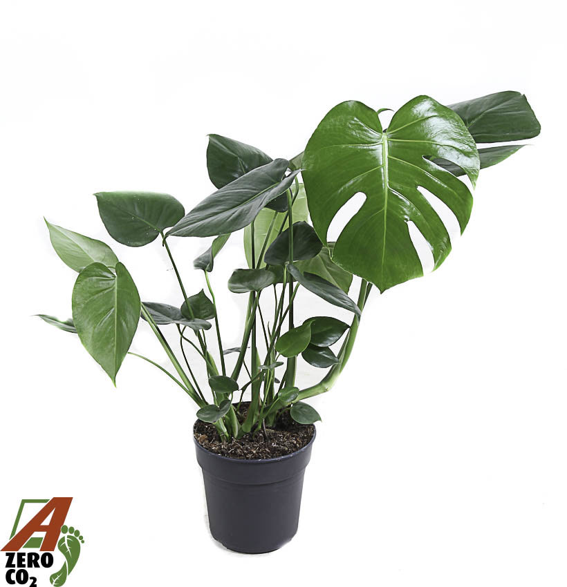 Горшечные цветы и растения оптом Monstera Deliciosa Bush от 1шт из Голландии с доставкой по России