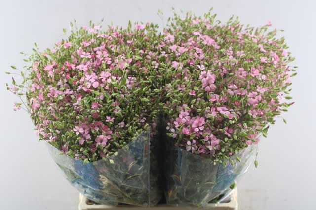 Срезанные цветы оптом Saponaria pink per bunch от 10шт из Голландии с доставкой по России
