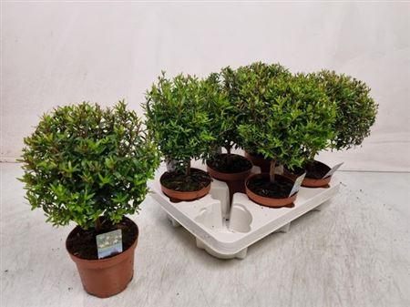 Горшечные цветы и растения оптом Myrtus Com от 6шт из Голландии с доставкой по России