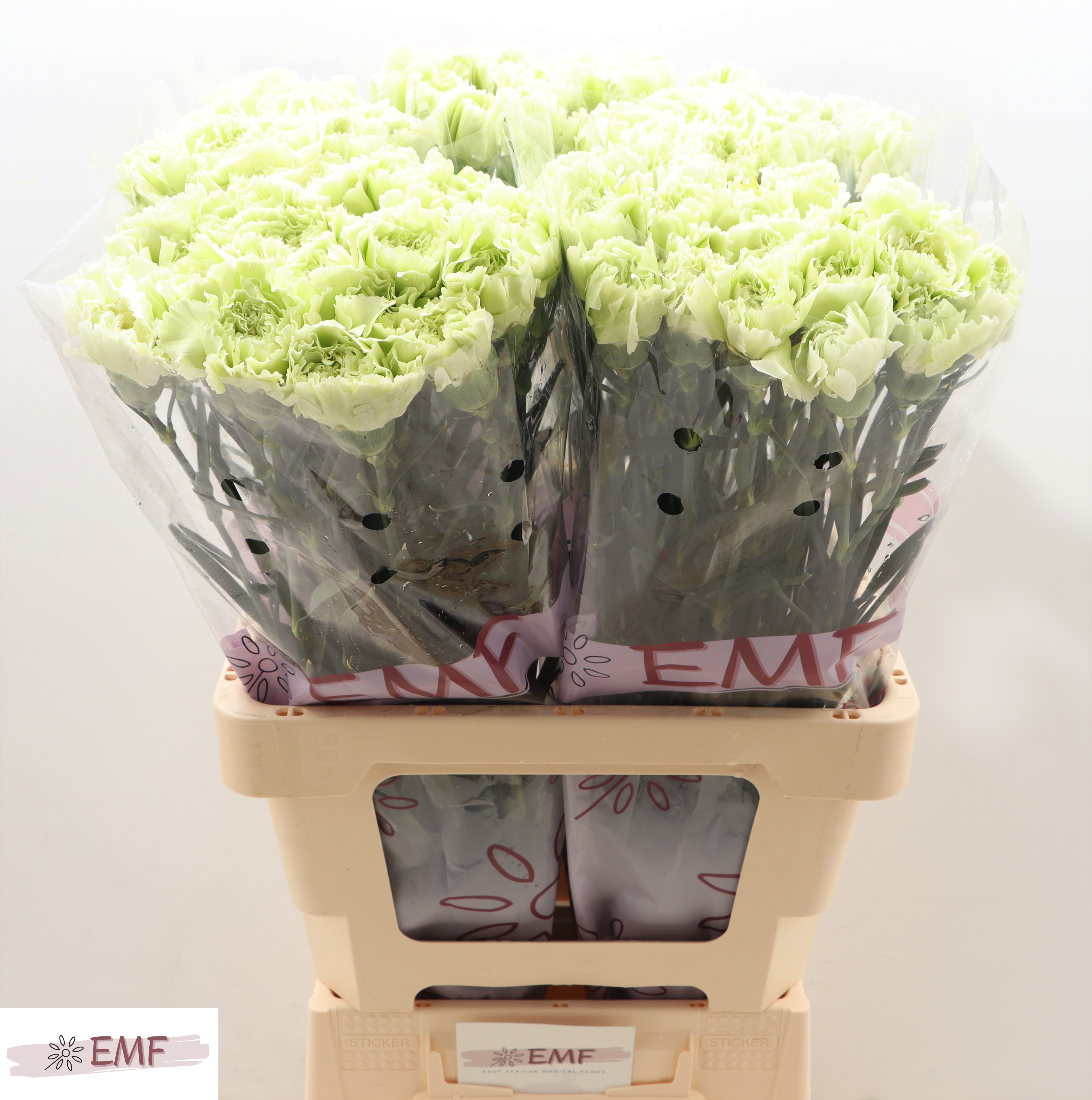Срезанные цветы оптом Dianthus st prado mint от 80шт. из Голландии с доставкой по России
