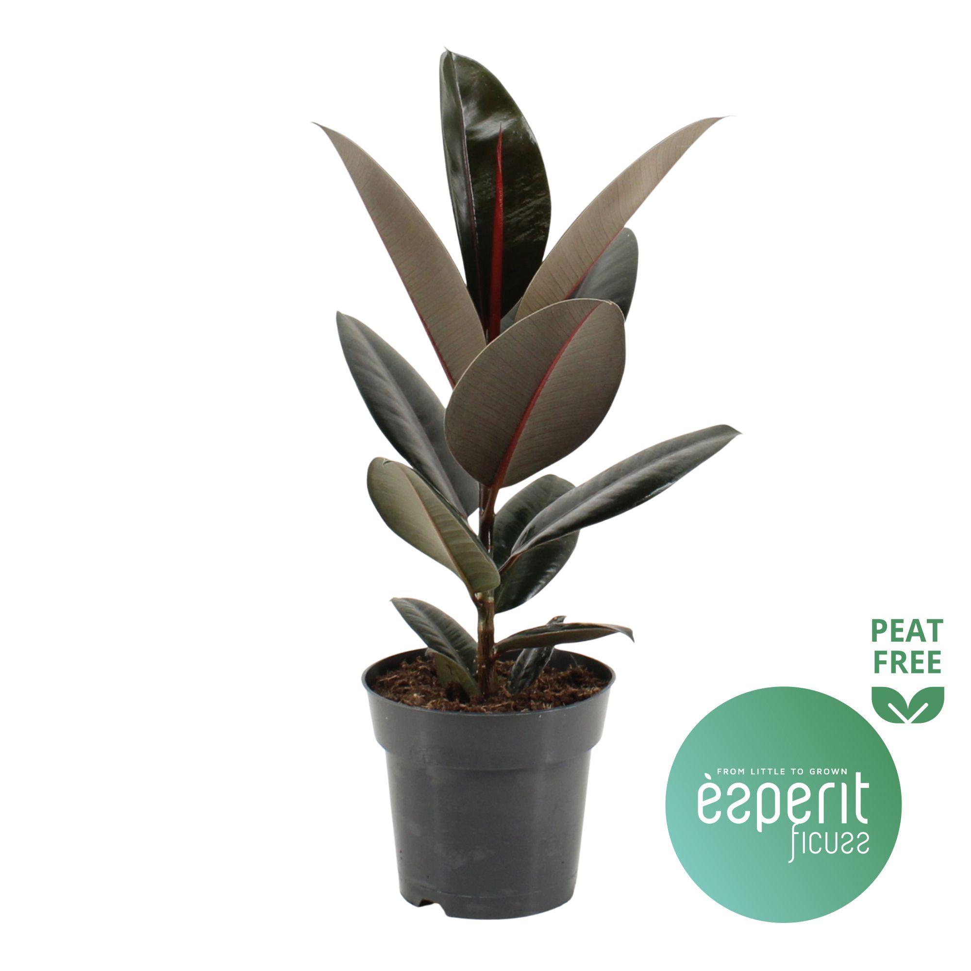 Горшечные цветы и растения оптом Ficus El Abidjan от 6шт из Голландии с доставкой по России