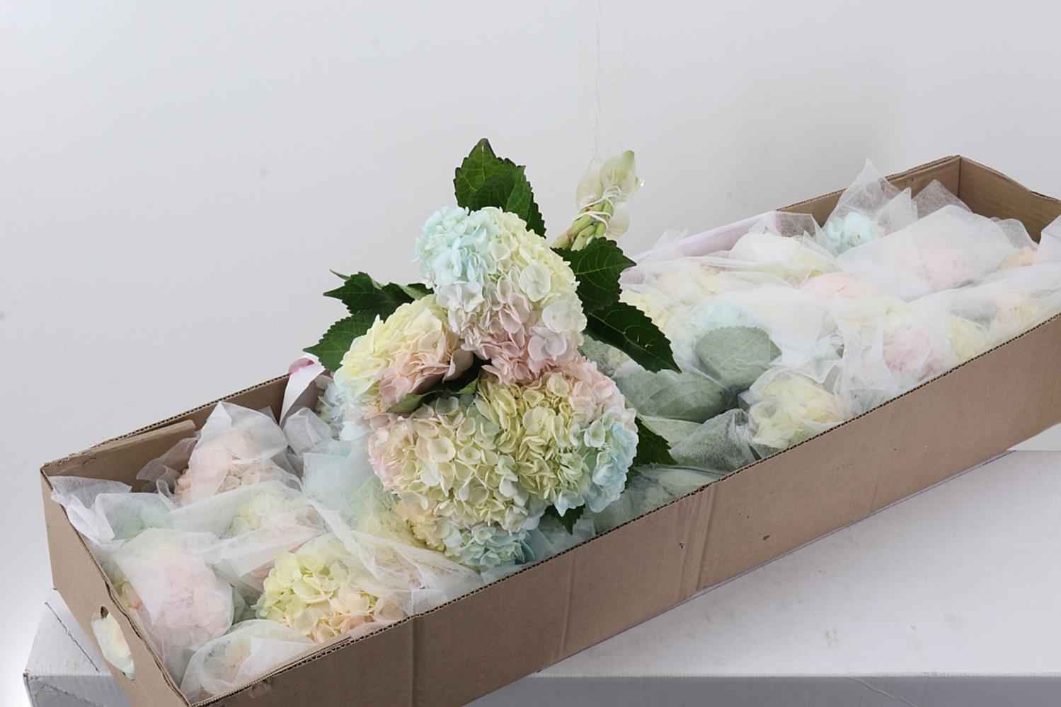 Срезанные цветы оптом Hydrangea rainbow pastel от 30шт из Голландии с доставкой по России